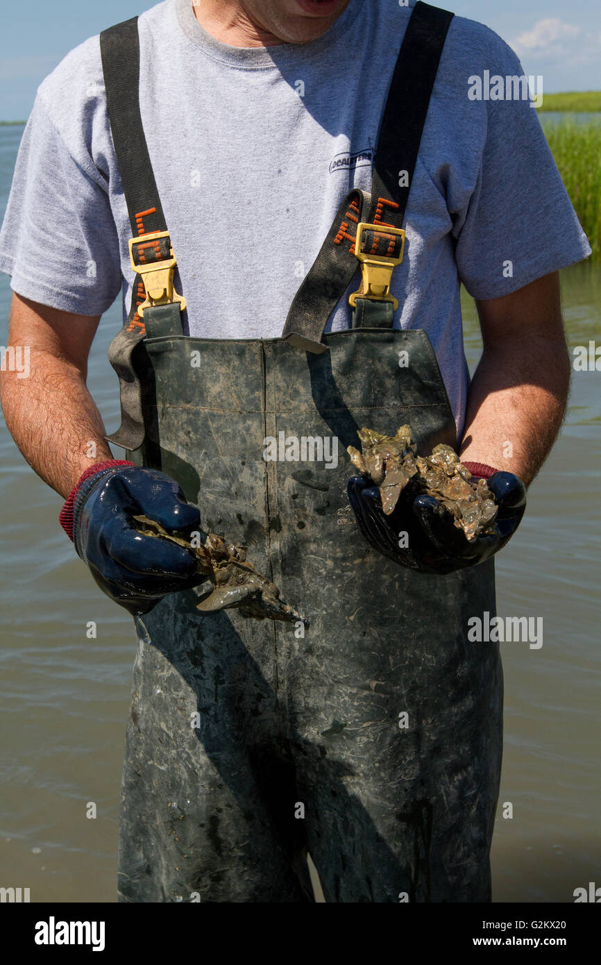 L'uomo la raccolta di ostriche a bassa marea, Close-Up Foto Stock