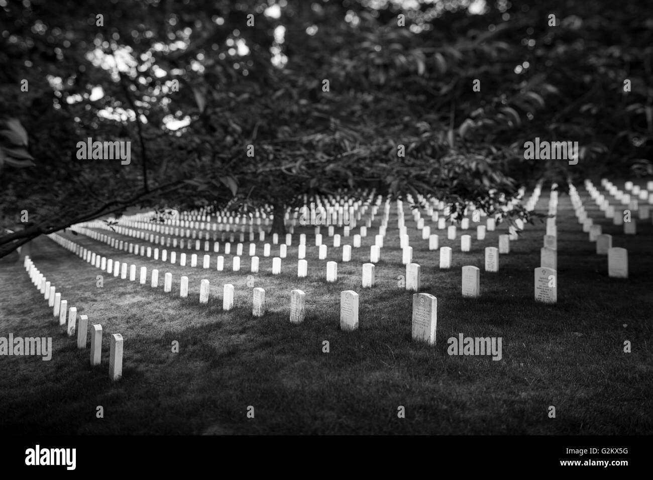 Righe di lapidi visto da sotto i rami degli alberi, il Cimitero Nazionale di Arlington, Arlington, Virginia, Stati Uniti d'America Foto Stock