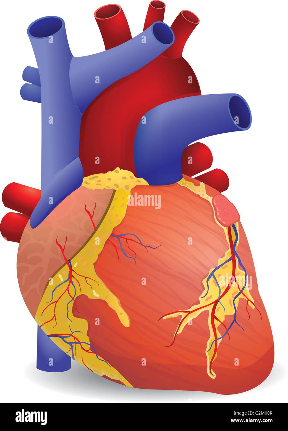 Cuore umano vettore Illustrazione Vettoriale