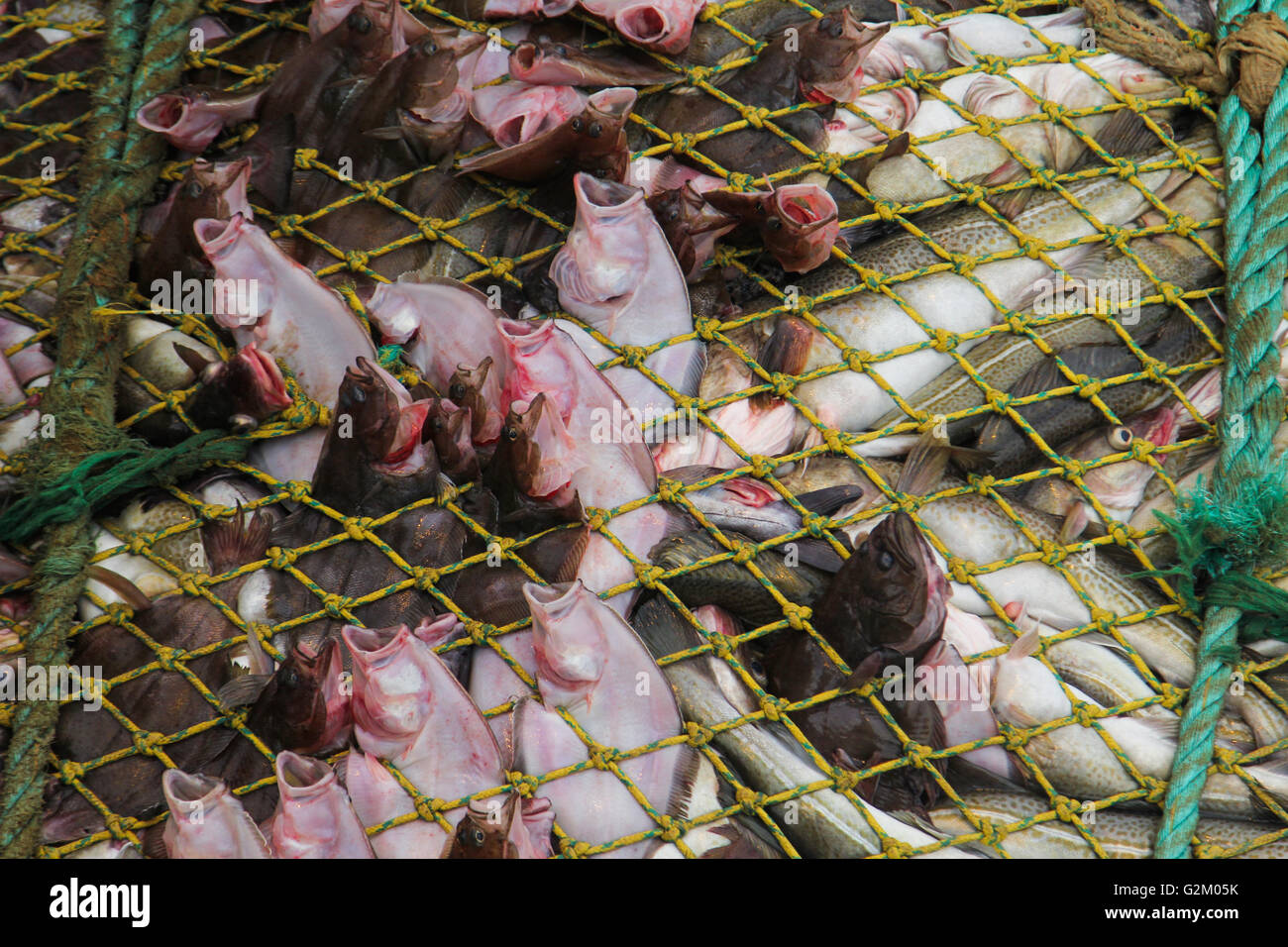 La rete è piena di pesci sul peschereccio. Foto Stock