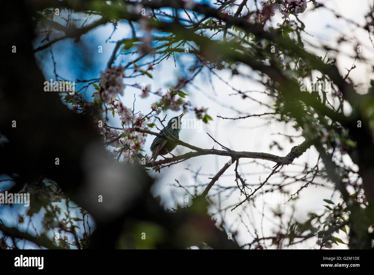 Canzone di primavera di stornelli bird Foto Stock