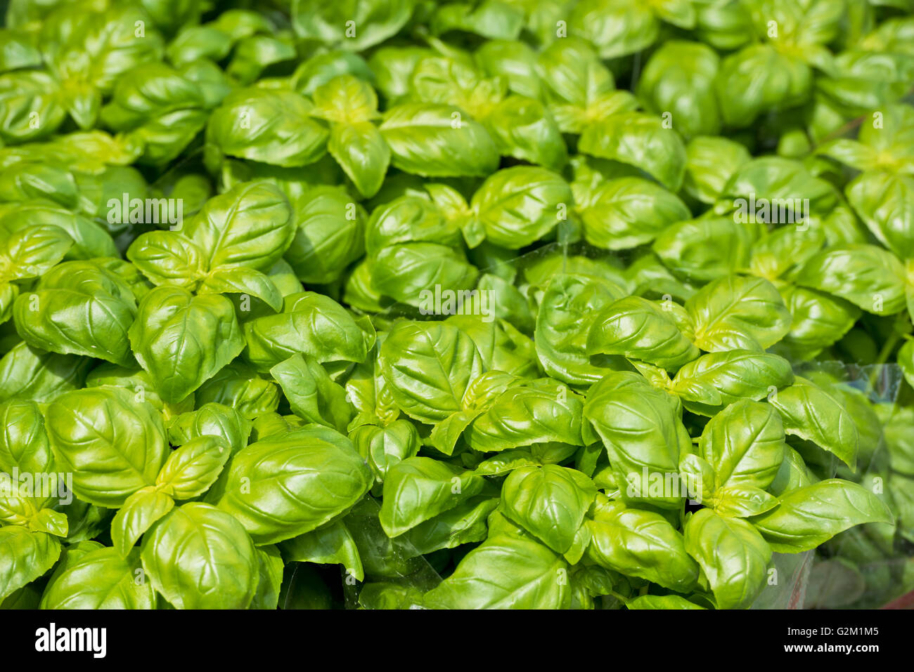 Homegrown il verde del basilico pentole al mercato di fattoria Foto Stock