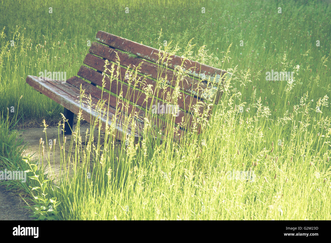 Banco vuoto circondato da erba alta Foto Stock
