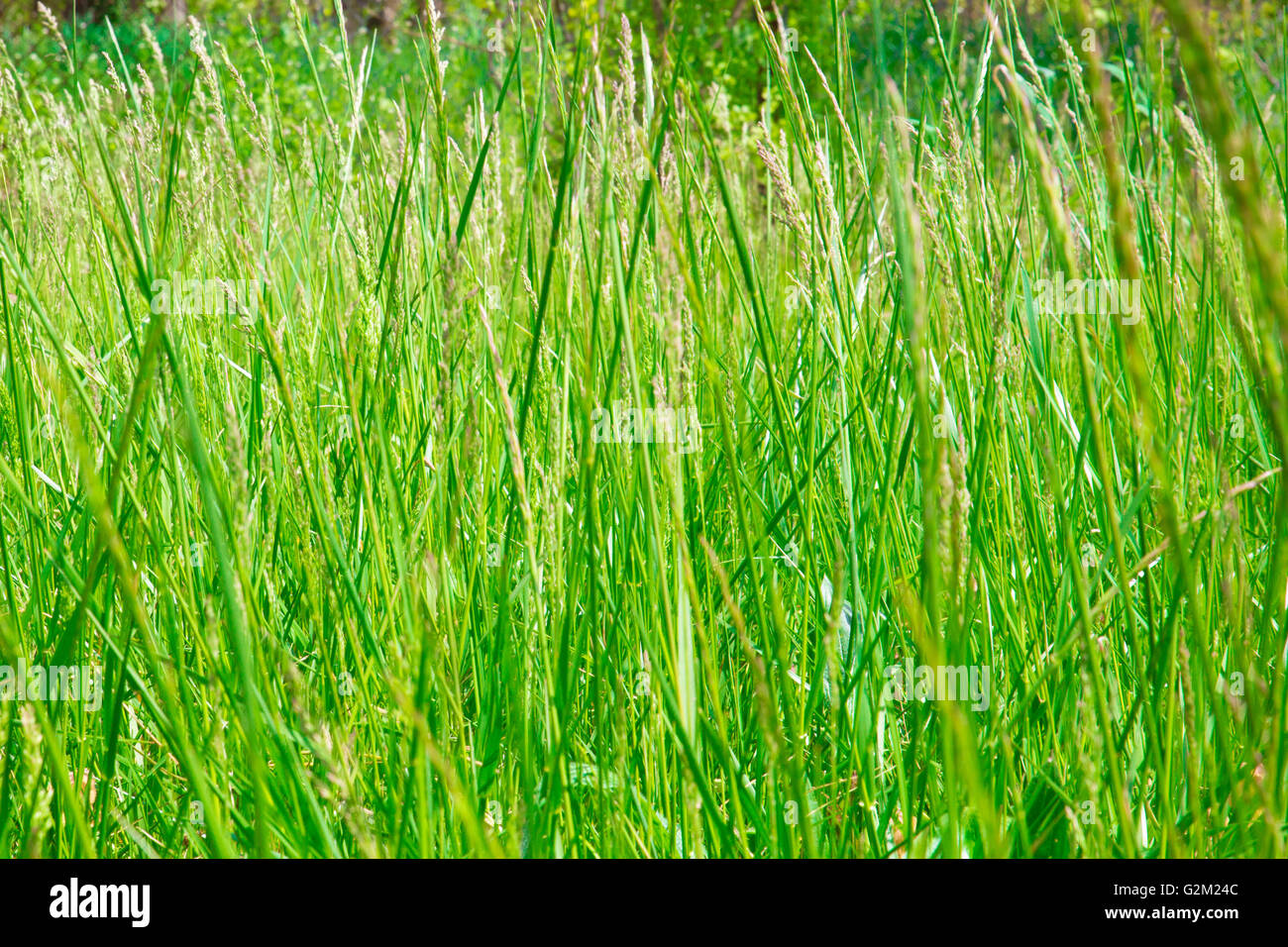 Campo di altezza naturale erba verde in Prato Foto Stock