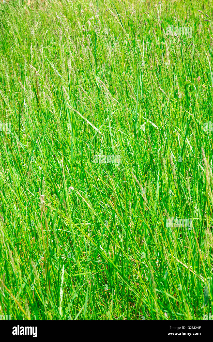 Campo di altezza naturale erba verde in Prato Foto Stock