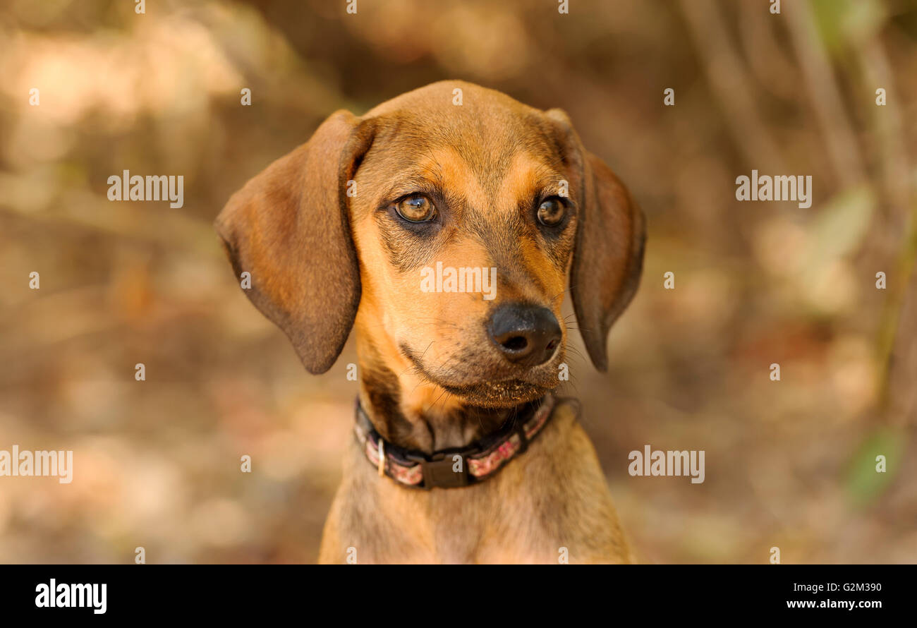 Grazioso cucciolo è un ingrandimento di un adorabile cucciolo di cane con un bel volto. Foto Stock