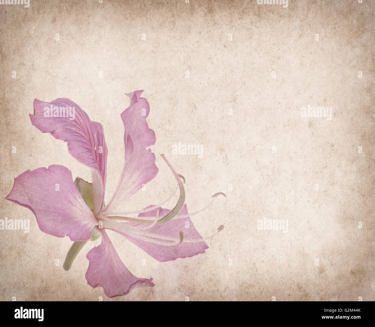 Bauhinia fiore su grunge sfondo astratto Foto Stock