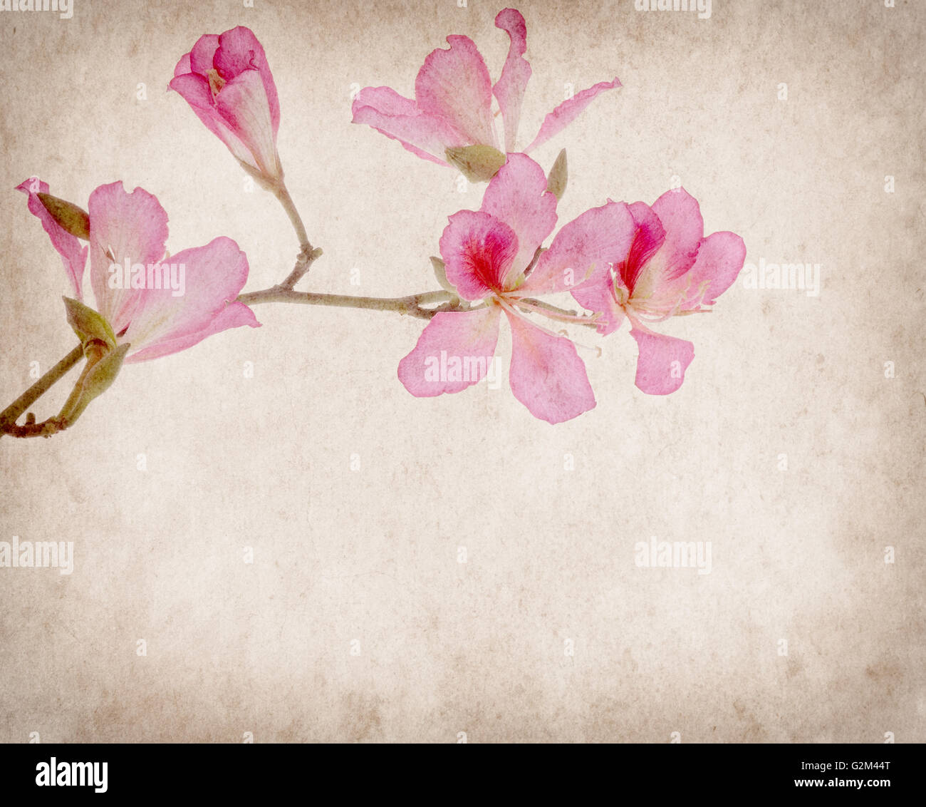Bauhinia fiore su grunge sfondo astratto Foto Stock