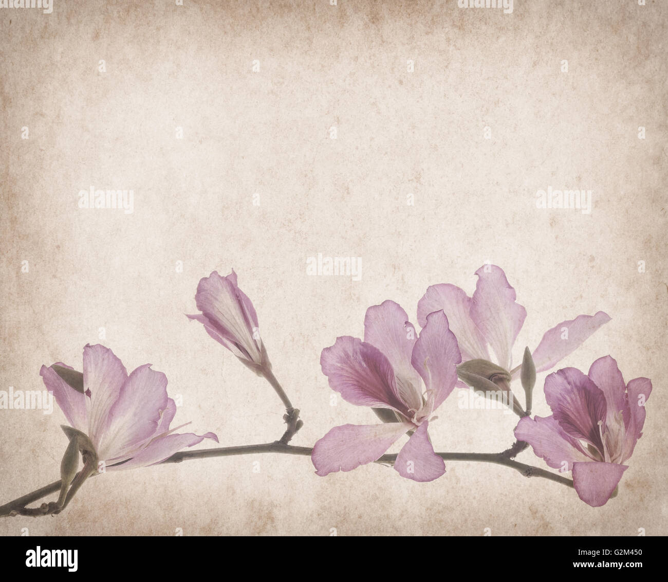 Bauhinia fiore su grunge sfondo astratto Foto Stock