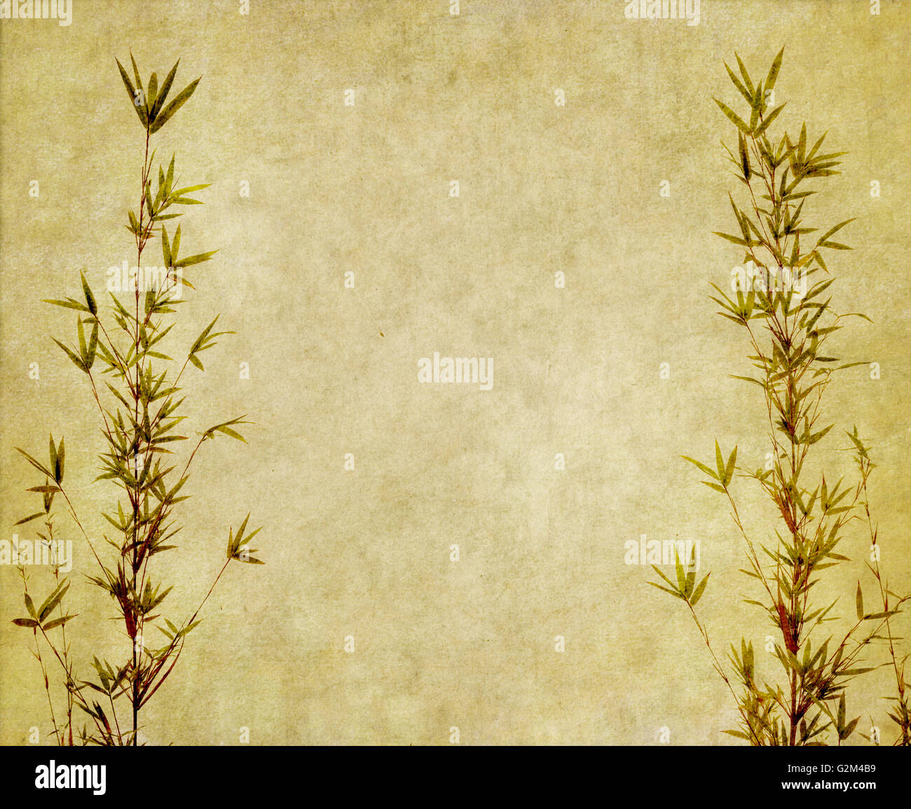 Il bambù sulla vecchia carta grunge sfondo texture Foto Stock