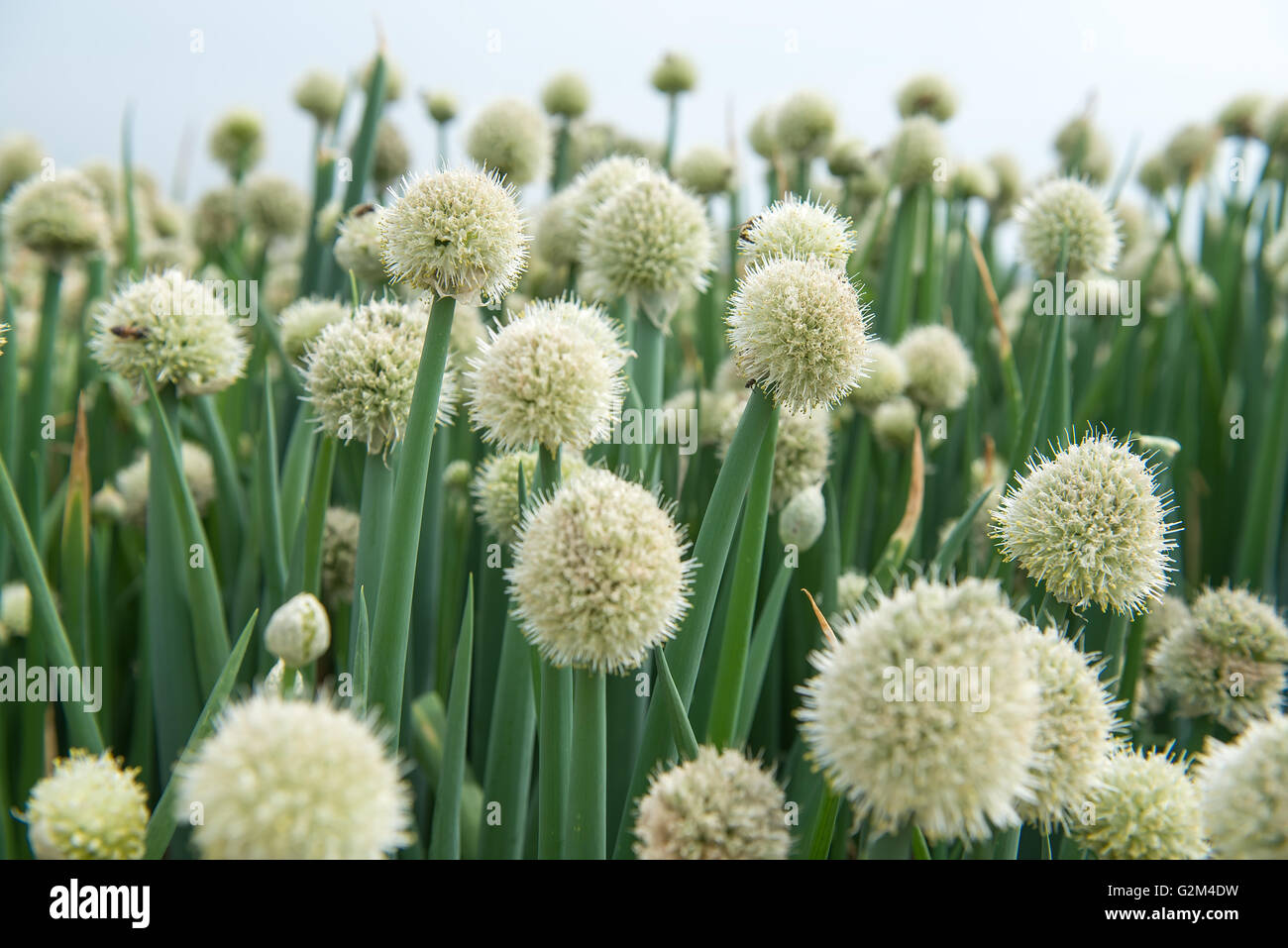 Close up di cipolla verde fioritura di testa nel campo Foto Stock
