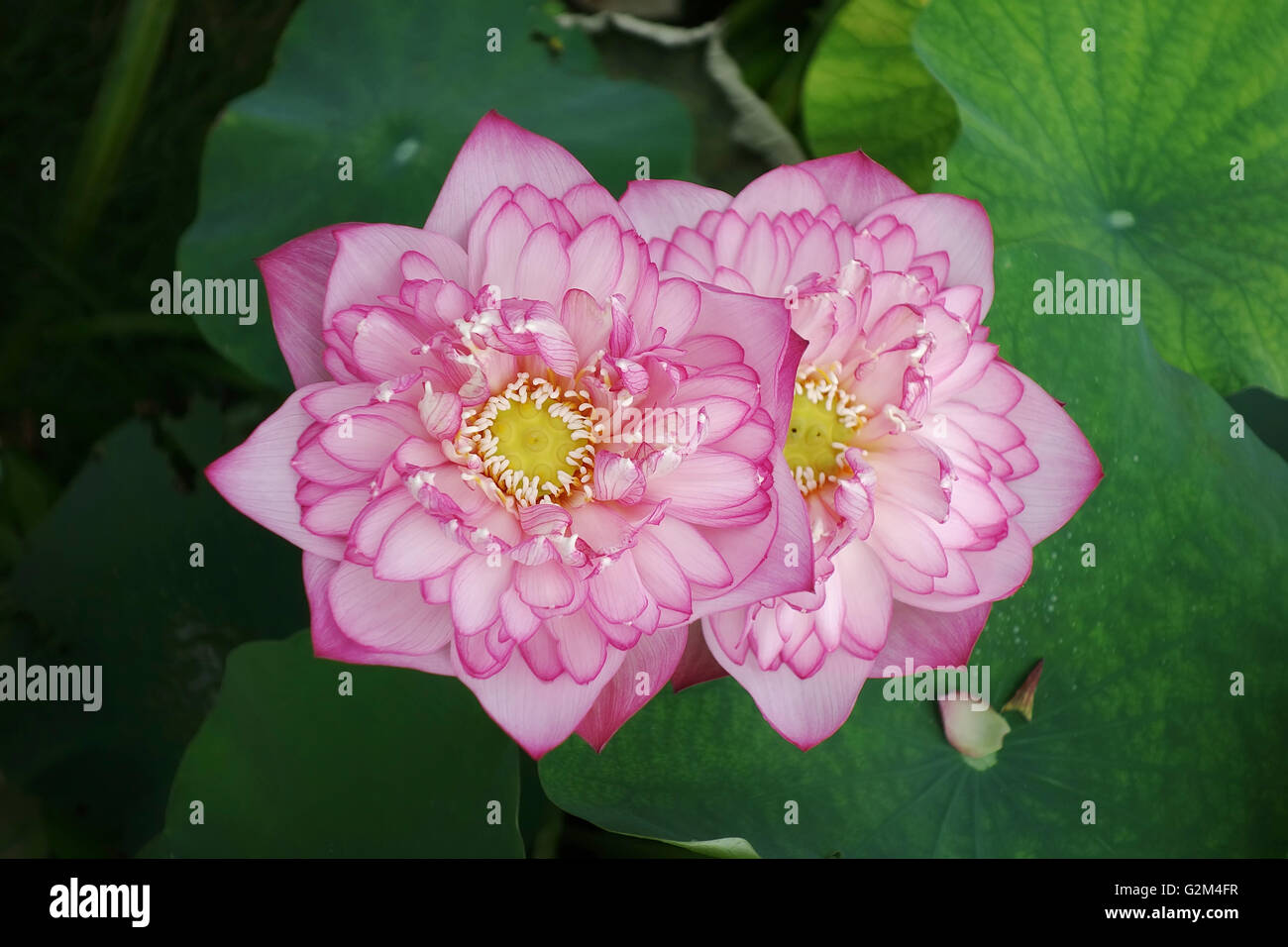 Blooming fiore di loto Foto Stock