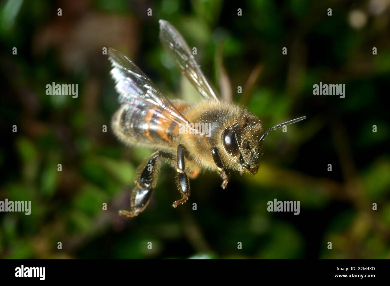 Wild bee in volo Foto Stock