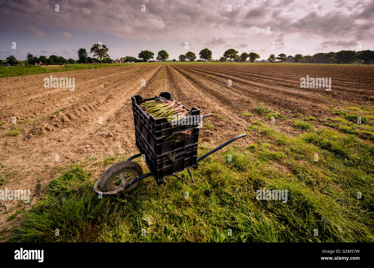 Una carriola piena di di fresco-taglio di asparagi al sud Brockwells Farm, Little Horsted, vicino a Uckfield, East Sussex, Regno Unito. Foto Stock