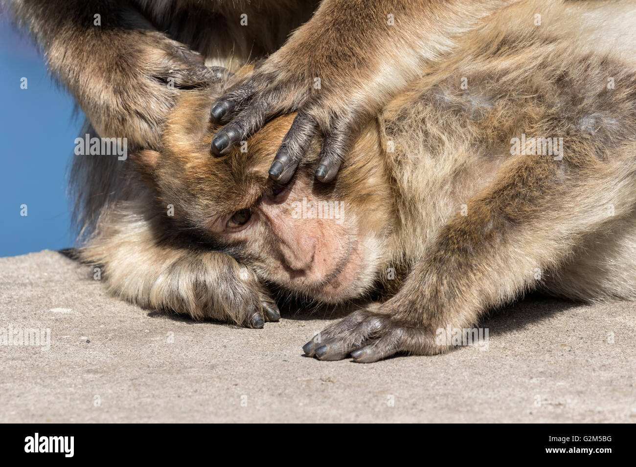 Scimmia di Barbary Foto Stock