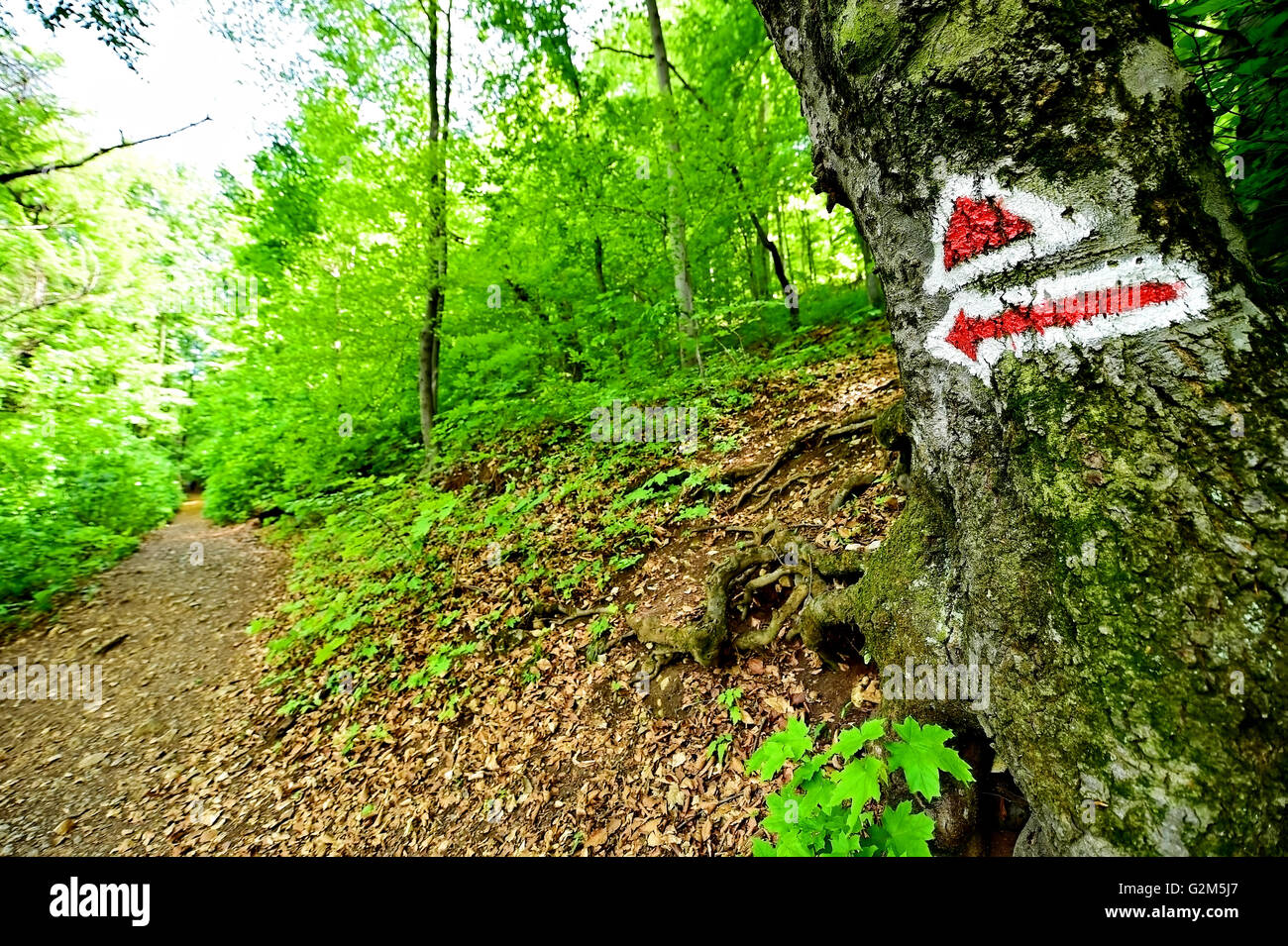 Escursionismo Vernice per marcatura su di un sentiero percorso nel bosco Foto Stock