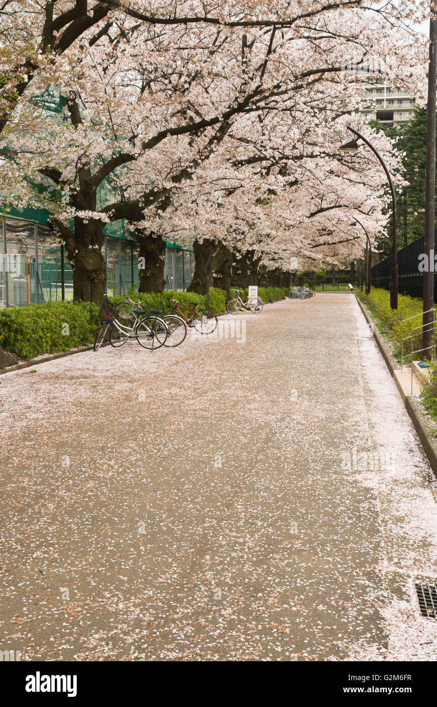 Fiori di Ciliegio in un parco di Tokyo Foto Stock