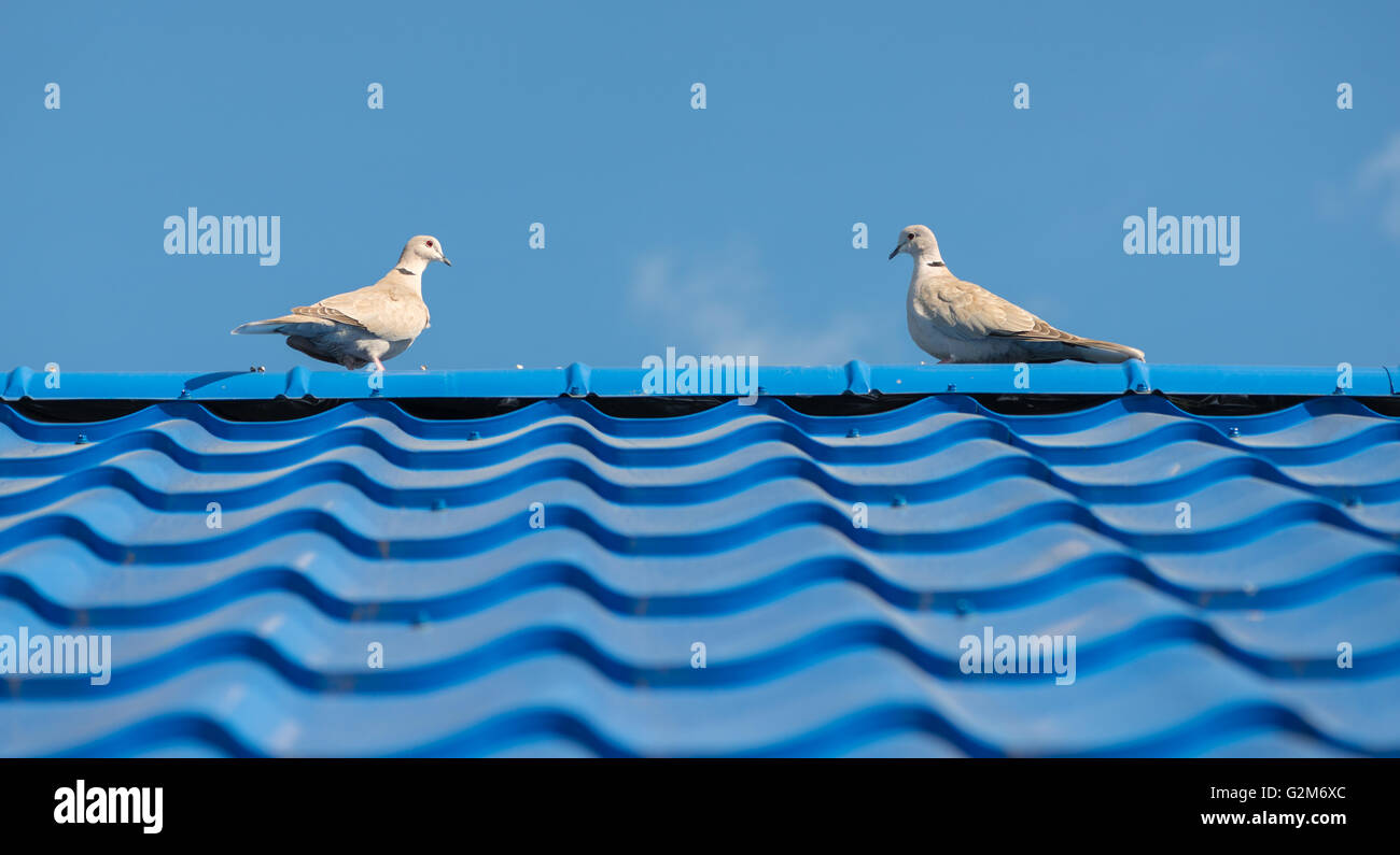 I piccioni sul tetto tegola Foto Stock