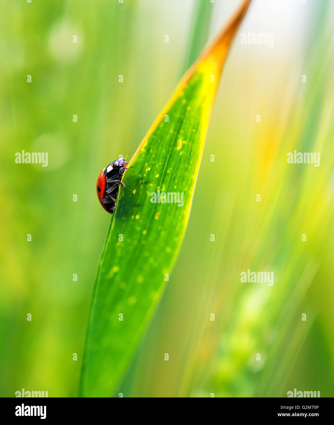 Ladybug sull'erba Foto Stock