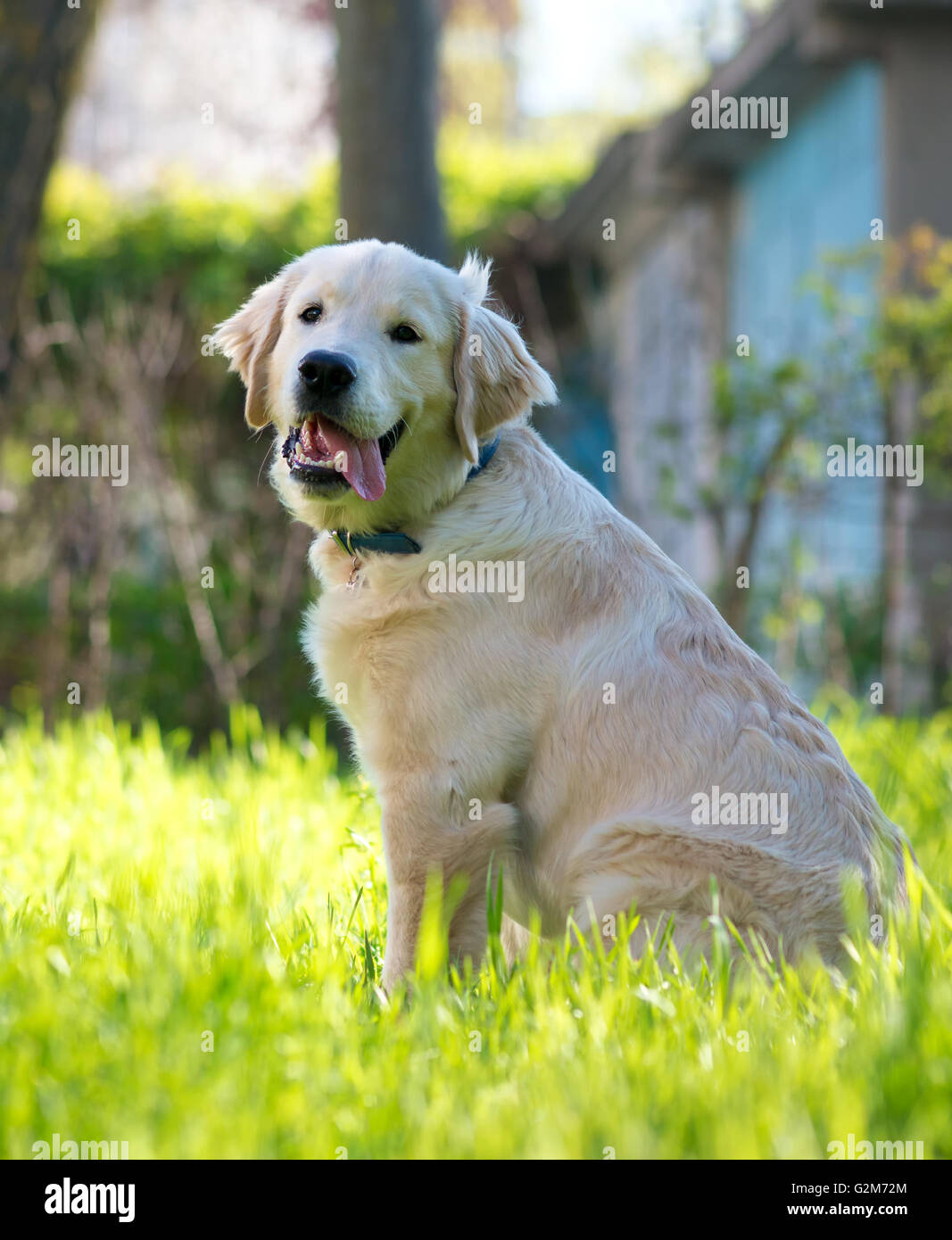 I giovani di razza golden retriever all'aperto sul campo di erba su una soleggiata giornata estiva. Foto Stock