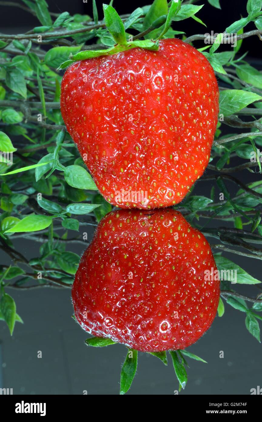 Molto rosso fragola ha dormito su un ghiaccio con una riflessione e una pianta di casa. Foto Stock