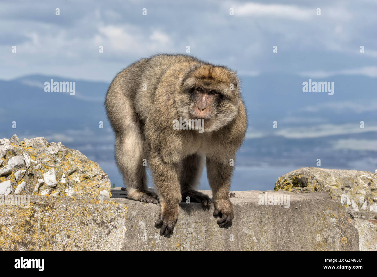 Scimmia di Barbary Foto Stock
