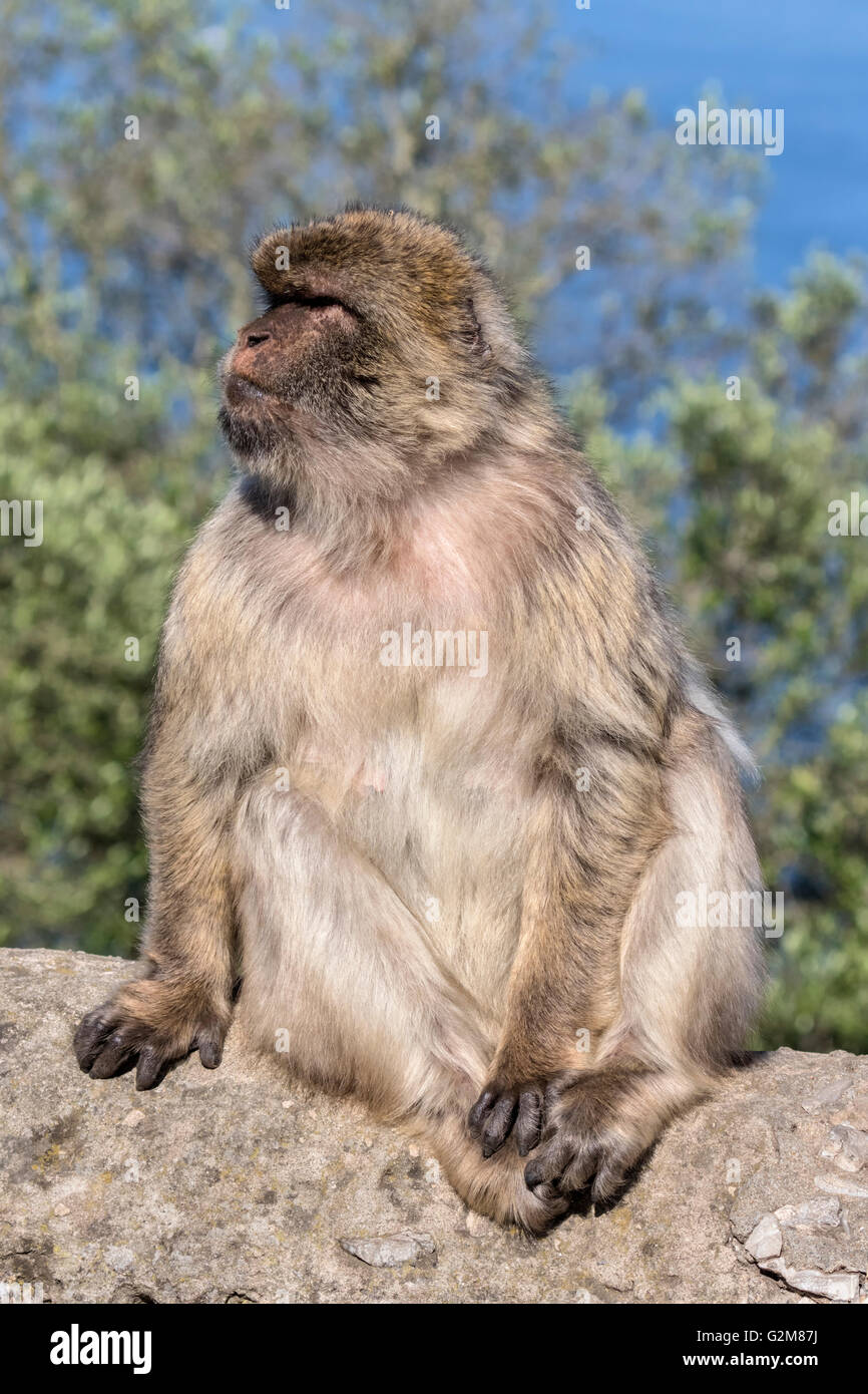 Scimmia di Barbary Foto Stock