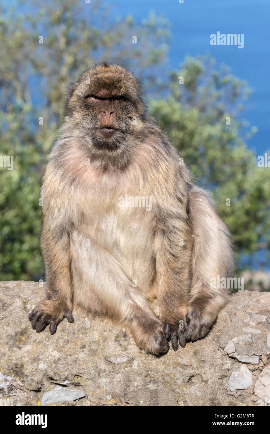 Scimmia di Barbary Foto Stock