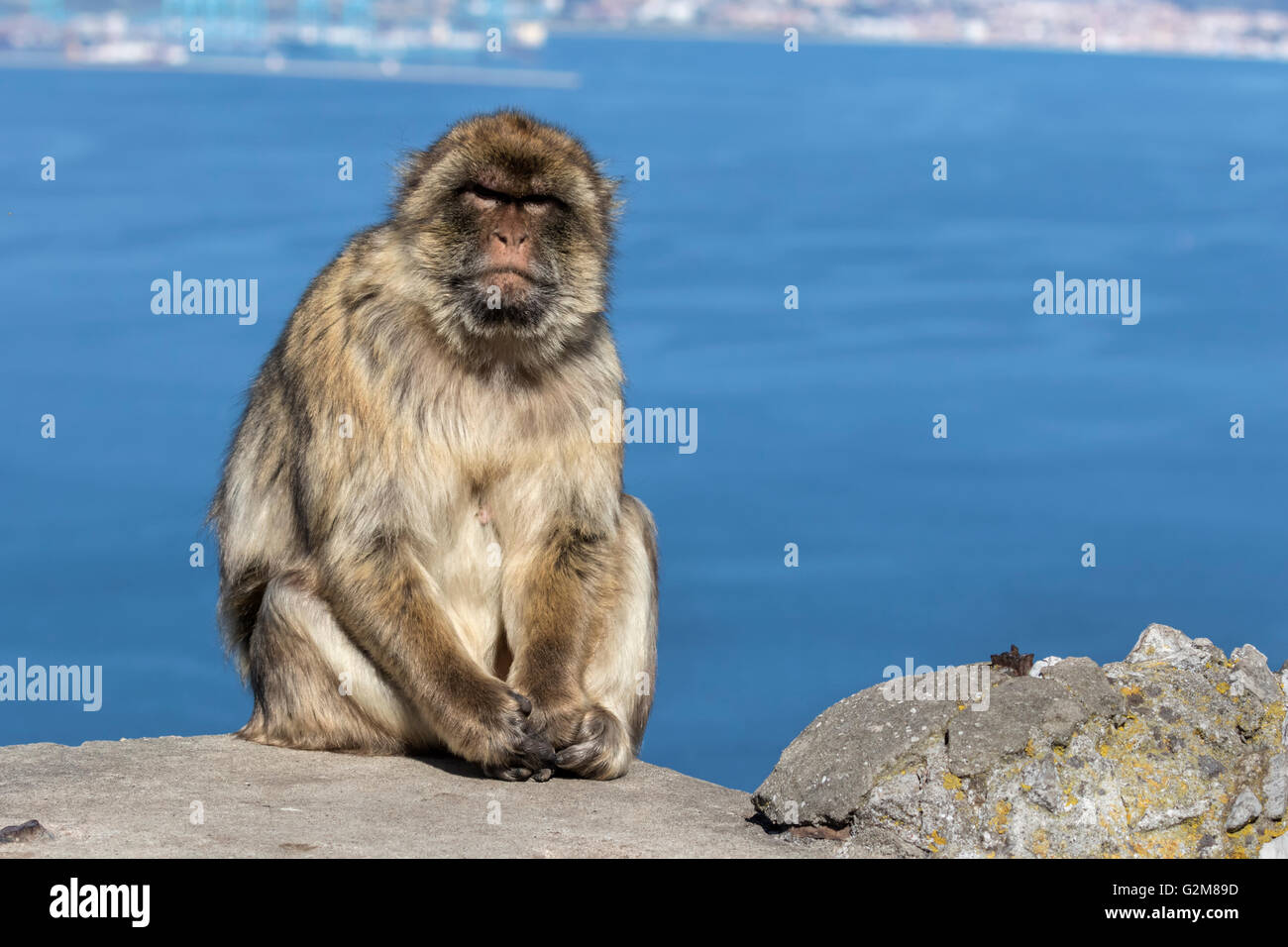 Scimmia di Barbary Foto Stock