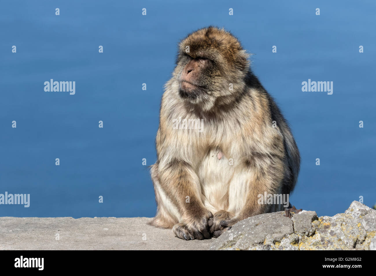 Scimmia di Barbary Foto Stock