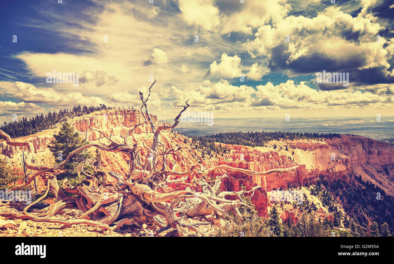 Vintage tonica paesaggio selvaggio nel Parco Nazionale di Bryce Canyon, Stati Uniti d'America. Foto Stock