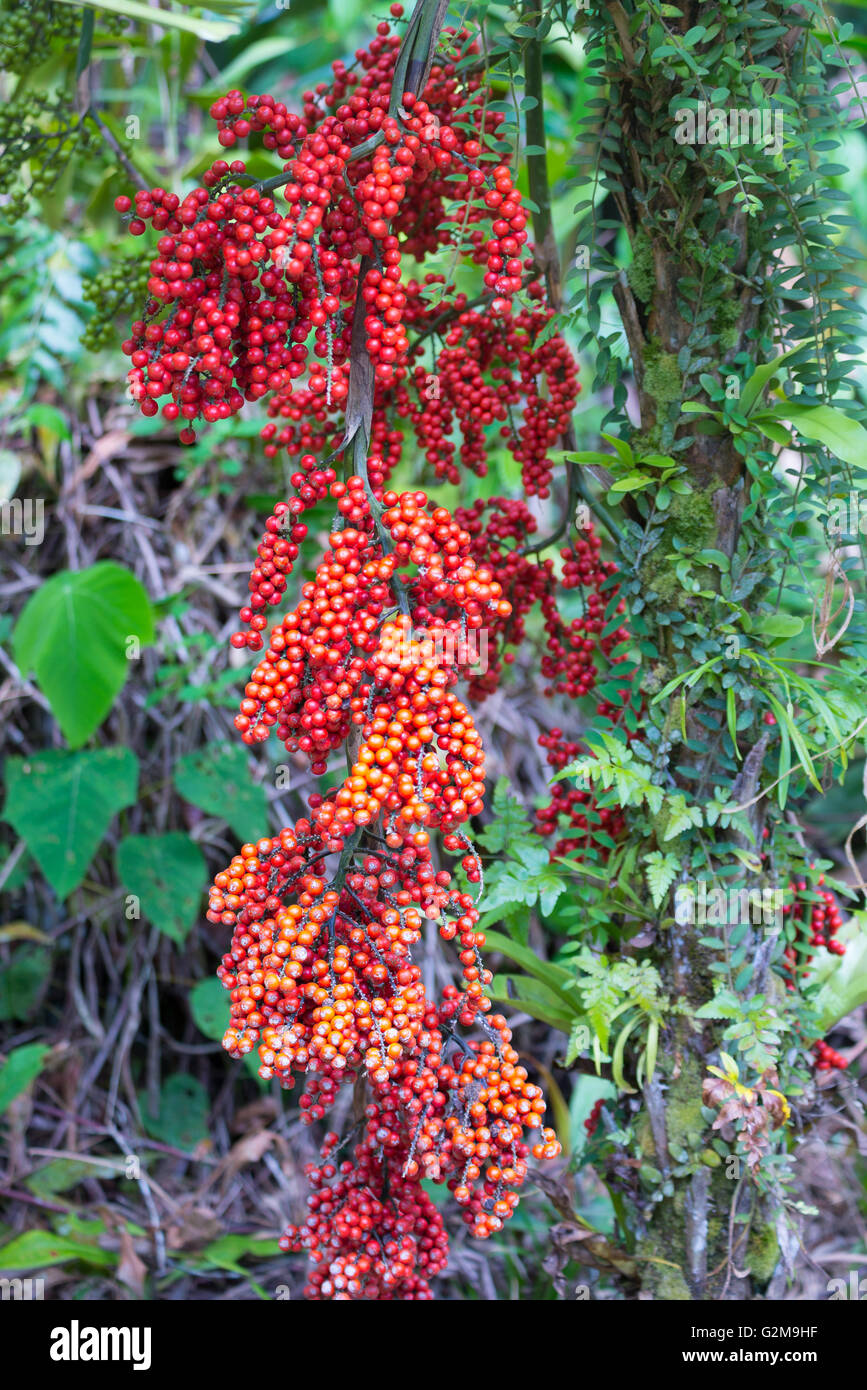 Rosso giovane olio di palma frutti pendenti da albero, closeup. Foto Stock