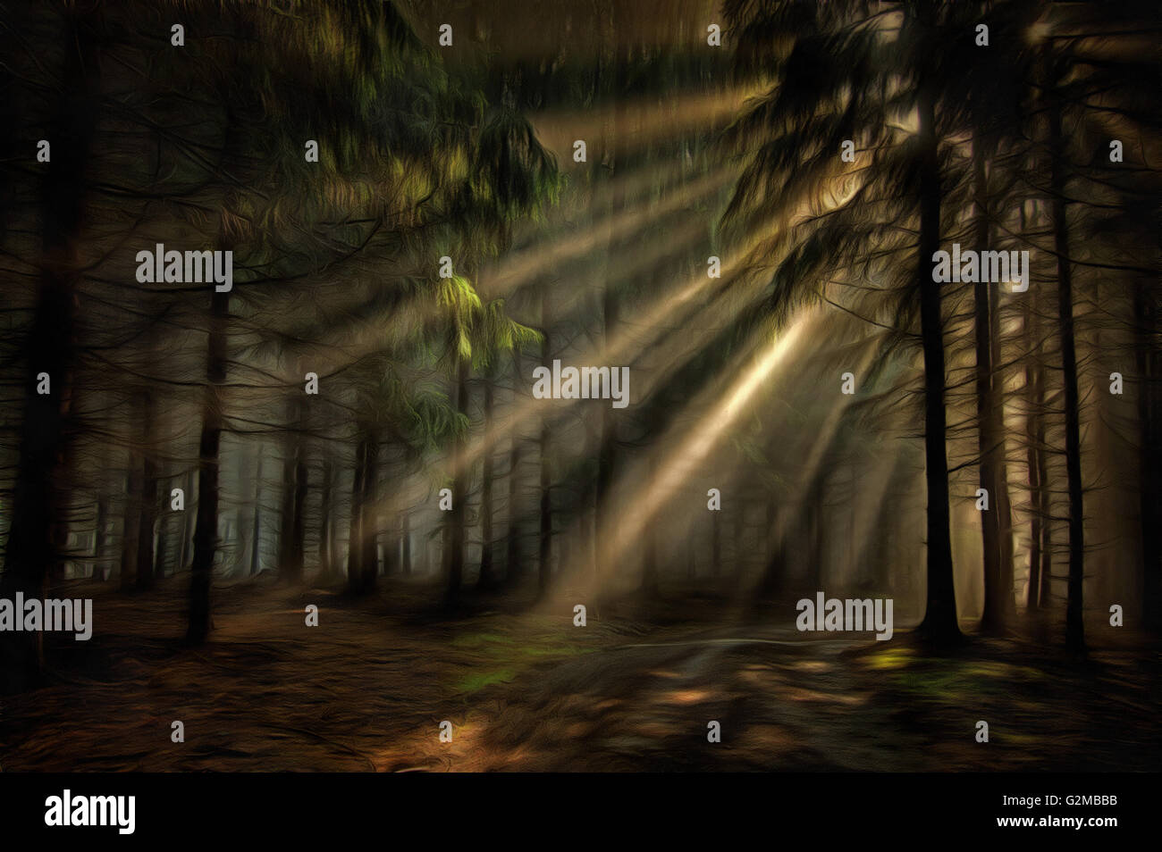 La foresta di conifere nelle prime ore del mattino - raggi di sole nella nebbia, foschia Foto Stock