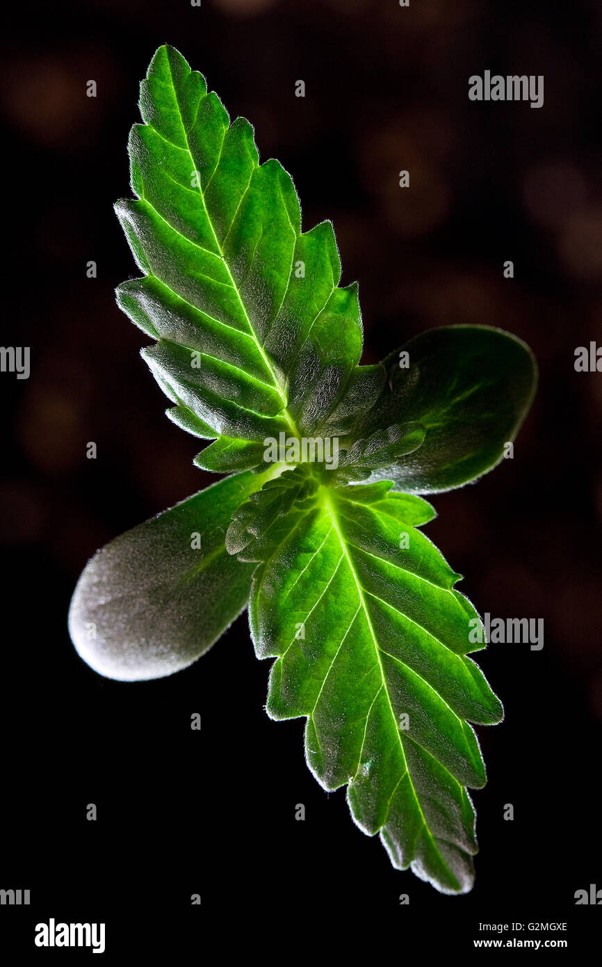 La Cannabis Piantina - noto anche come impianto di Marijuana Foto Stock