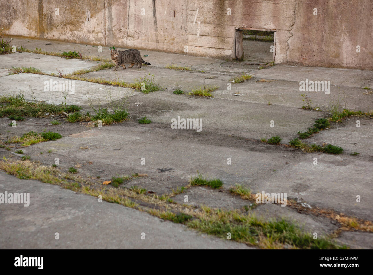 Gatto che vivono nel porto Foto Stock