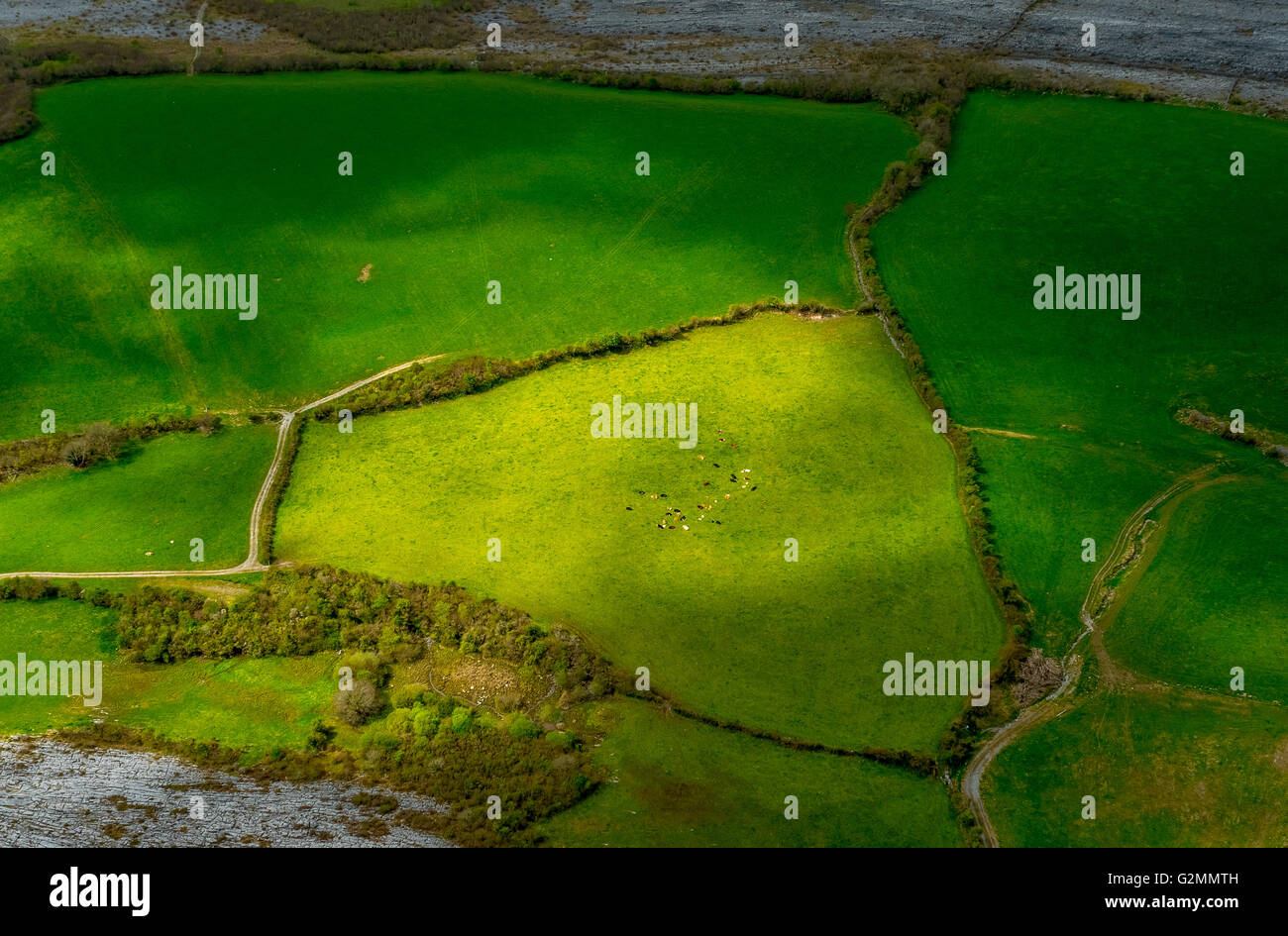 Vista aerea, Burren, verdi pascoli di mucche e pecore, riserva naturale, calcare, Chalk Formazione, Mullaghmore Burren County Foto Stock