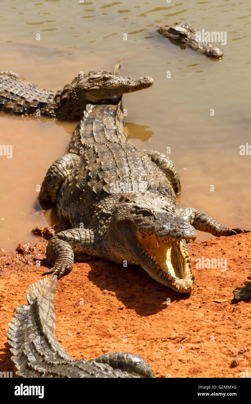 Alligatori in attesa nel caldo sole africano sul bordo delle acque. Foto Stock
