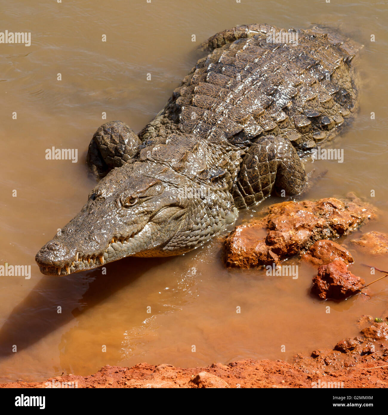 In attesa di alligatore nel caldo sole africano sul bordo delle acque. Foto Stock