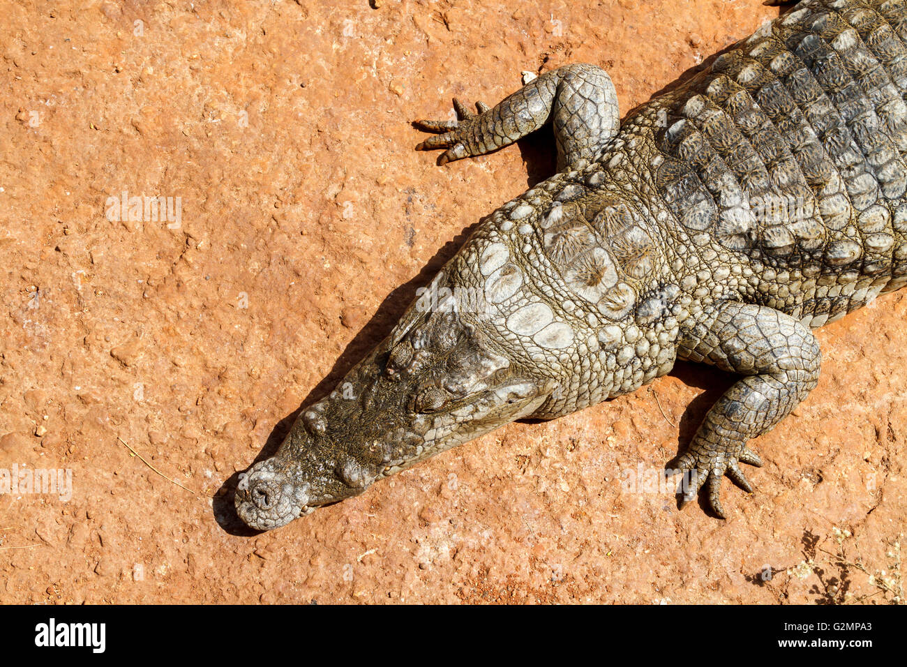 Il coccodrillo dal di sopra nel caldo sole africano. Foto Stock