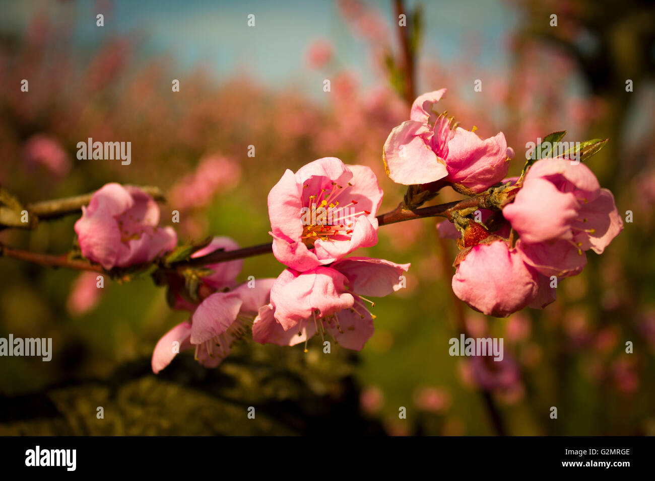 Sfondo sfocato. Rami con bellissimi fiori rosa pesca contro il cielo blu Foto Stock