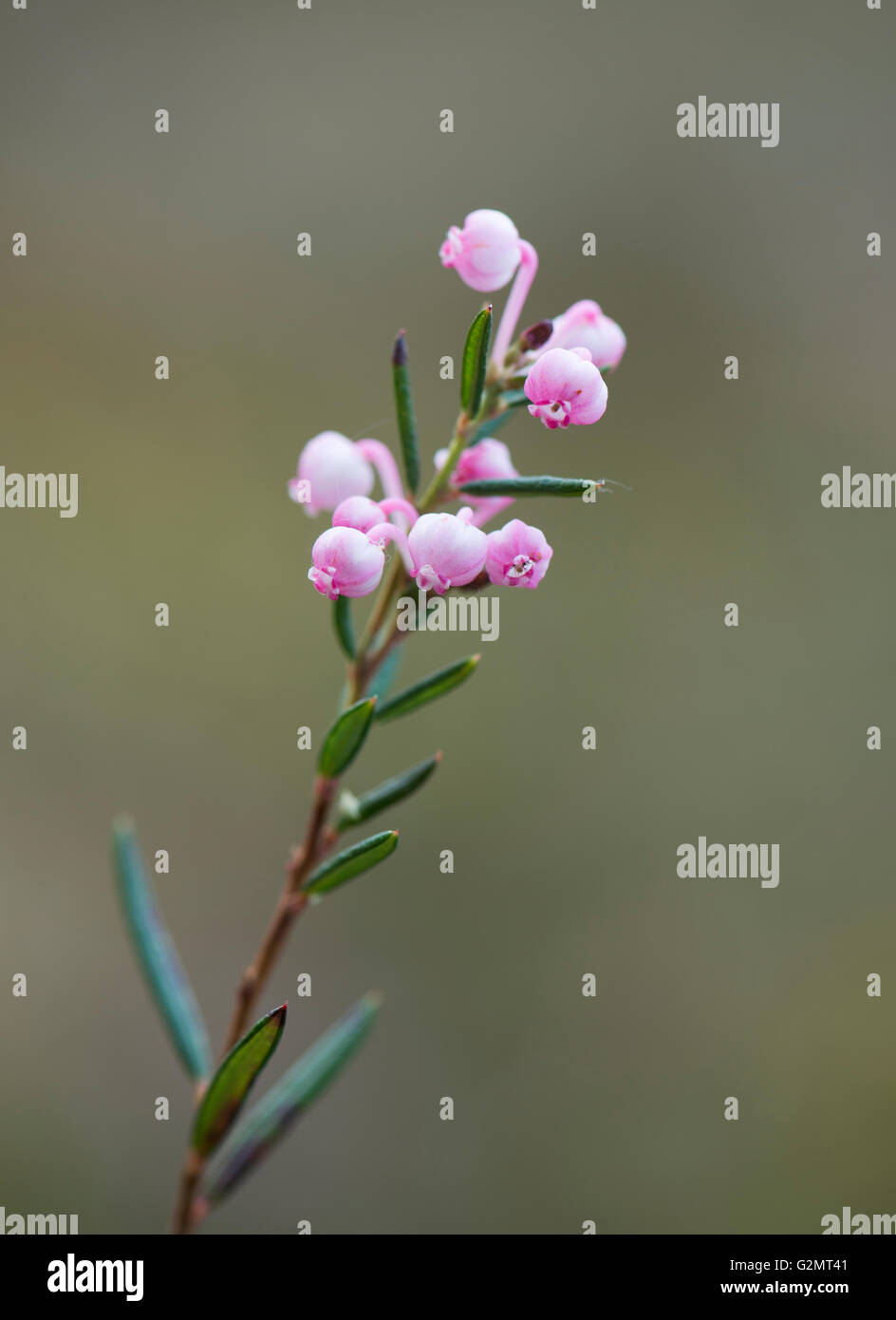 Blooming bog rosemary (Andromeda polyfolia), Emsland, Bassa Sassonia, Germania Foto Stock