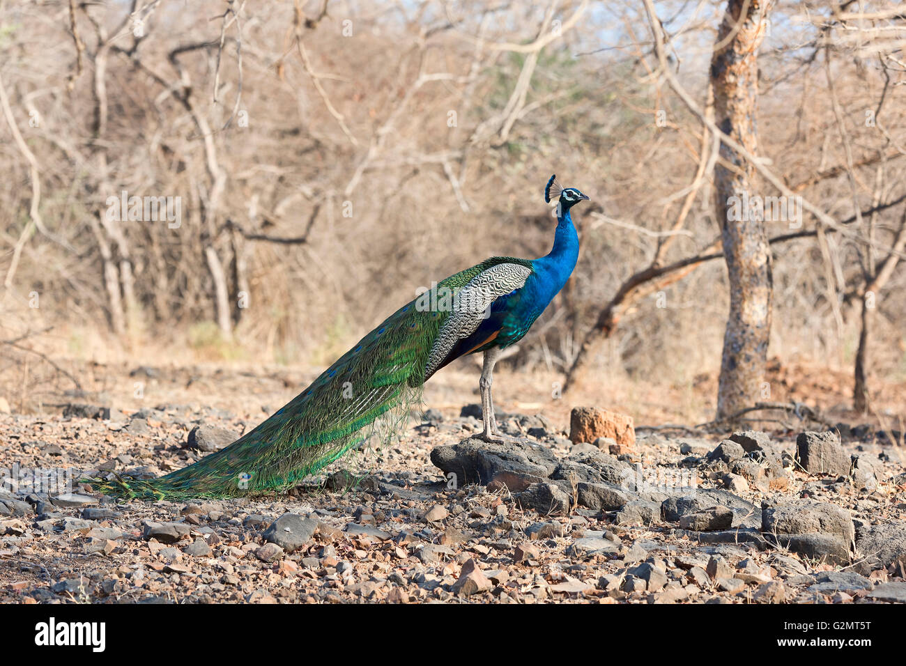 Peafowl indiano, peacock (Pavo cristatus) nel Sasan-Gir Riserva Naturale, Gujarat, India Foto Stock