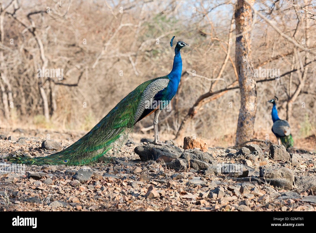 Peafowl indiano, peacock (Pavo cristatus), Sasan-Gir Riserva Naturale, Gujarat, India Foto Stock