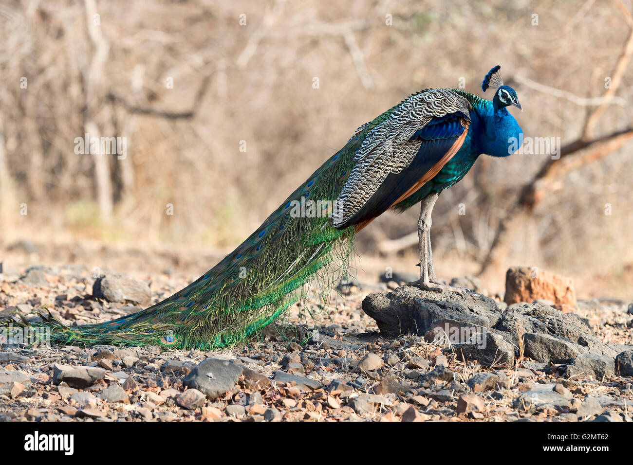 Peafowl indiano, peacock (Pavo cristatus), Sasan-Gir Riserva Naturale, Gujarat, India Foto Stock