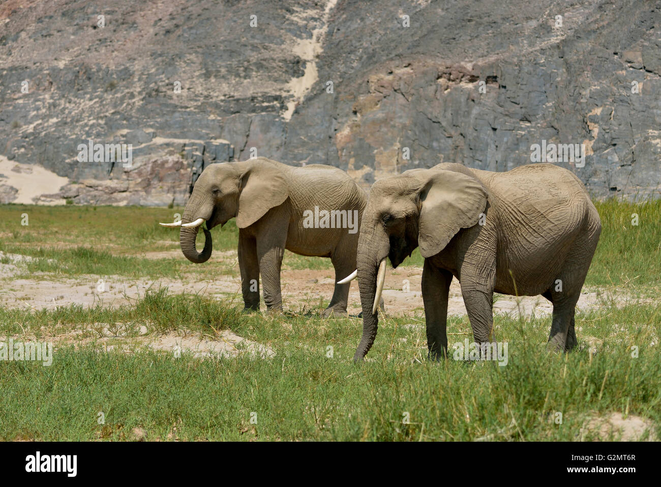 Deserto elefante o l'elefante africano (Loxodonta africana), asciutto alveo del Hoarusib, Skeleton Coast National Park, Kaokoveld Foto Stock
