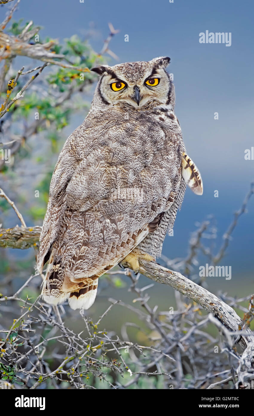 Magellanic cornuto civetta (bubo magellanicus) seduto su un albero, parco nazionale Torres del Paine, Patagonia, Cile Foto Stock