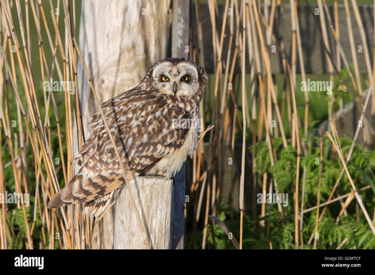 Corto-eared gufo comune (asio flammeus) seduto sul palo di legno, Texel, provincia Olanda Settentrionale, Paesi Bassi Foto Stock