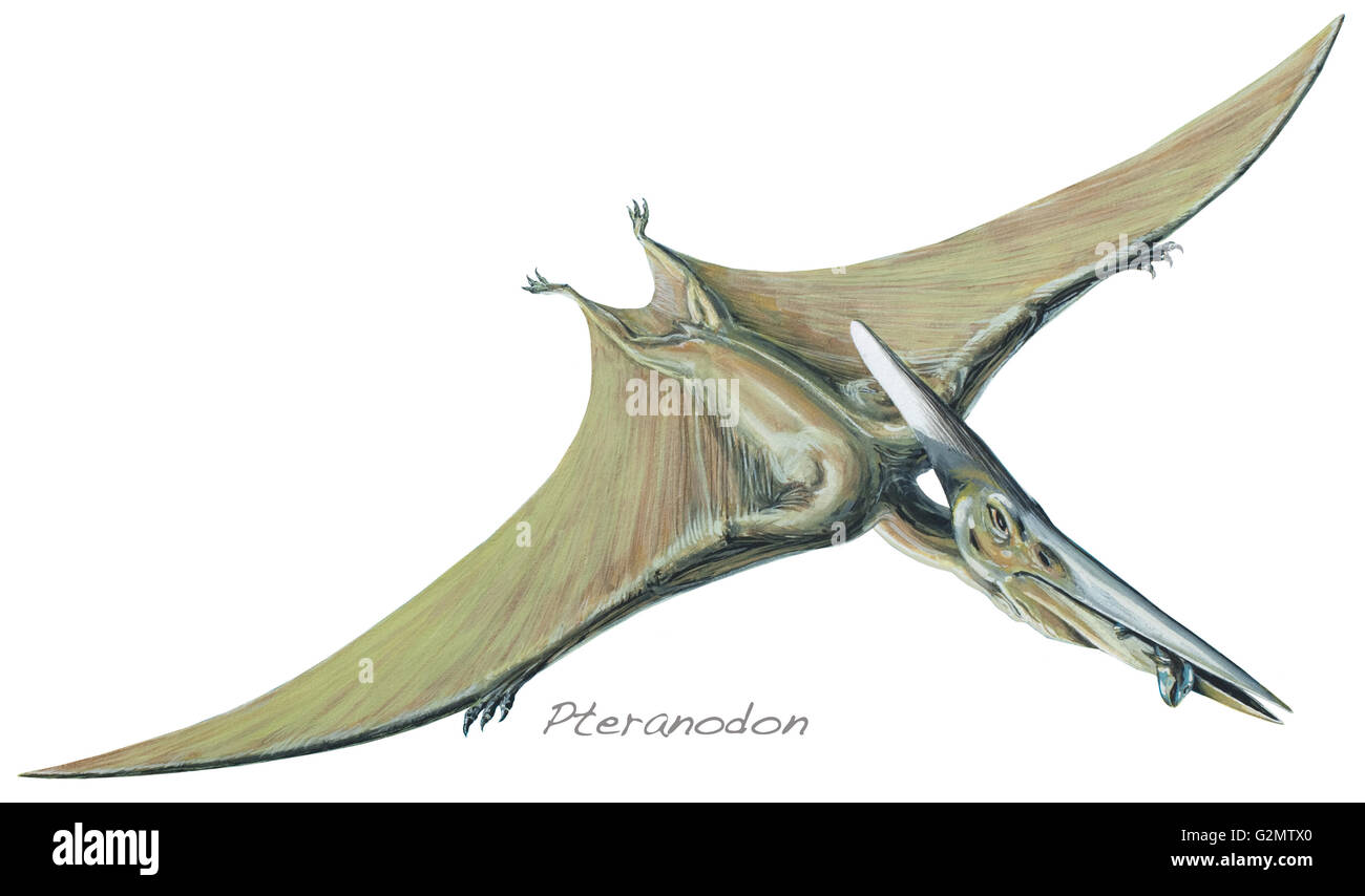 Pteranodon cut-out (a colori). Foto Stock
