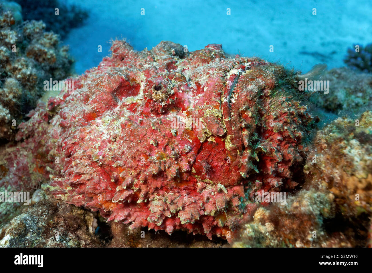 Vero pesce pietra (Synanceia verrucosa), mimetizzati fra coralli, della Grande Barriera Corallina, Queensland, Cairns, Oceano Pacifico Foto Stock