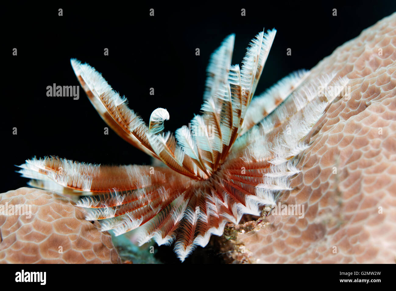 Feather worm (Sabellastarte sp.) sui coralli duri, corona tentacolo, della Grande Barriera Corallina, Queensland, Cairns, Oceano Pacifico, Australia Foto Stock